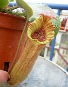 Nepenthes truncata Highland Red